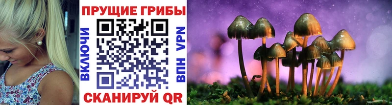 Галлюциногенные грибы Psilocybe Азов